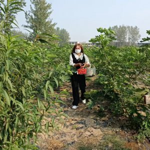 楊文久一行走進會龍鎮(zhèn)無花果種植基地調(diào)研